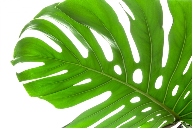 Folha verde grande da planta Monstera em fundo branco