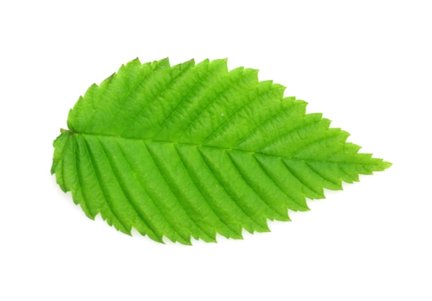 Folha verde isolada em branco