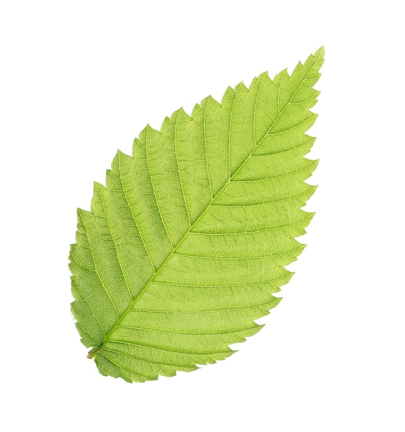 Folha verde isolada em branco
