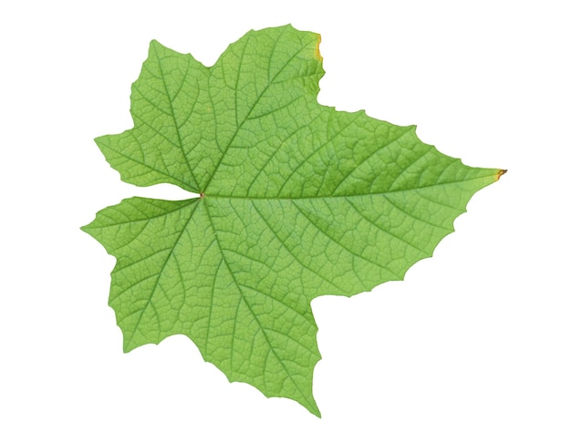 folha verde isolada em fundo branco