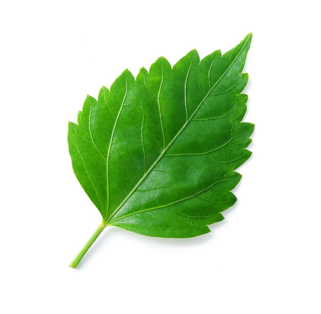 Folha verde isolada em fundo branco