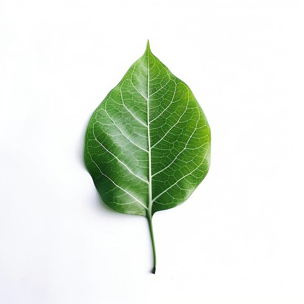 Foto folha verde isolada em fundo branco