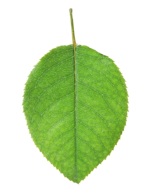 Folha verde, isolado, branco