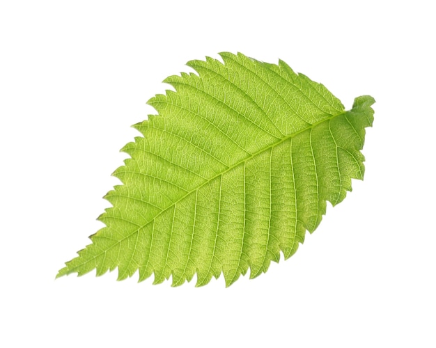 Folha verde, isolado, branco