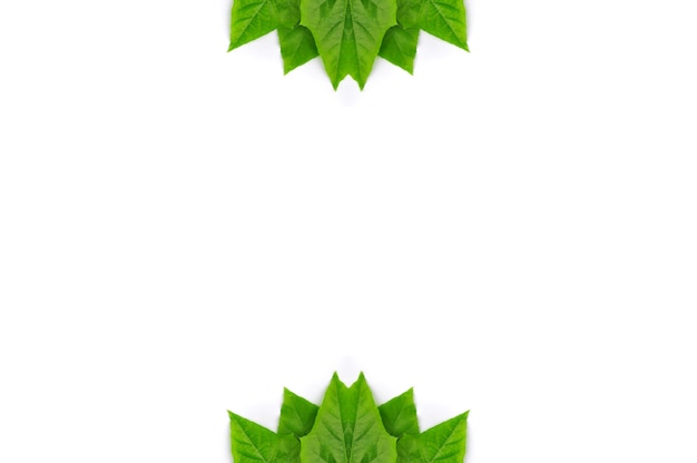 Folha verde, isolado, fundo
