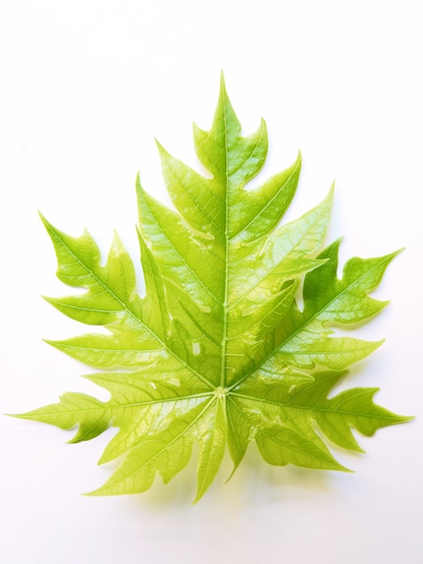 Foto folha verde, isolado no fundo branco