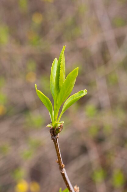 Folha verde jovem de forsythia na primavera closeup forsythia intermedia