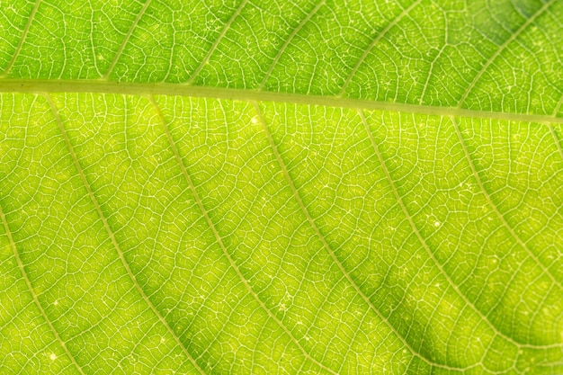 Folha verde macro