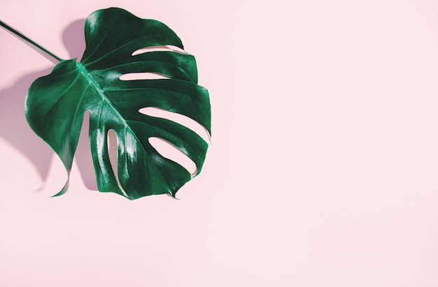 Folha verde monstera em rosa