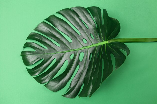 Folha verde monstera