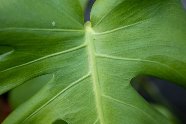 Folha verde monstroa close-up