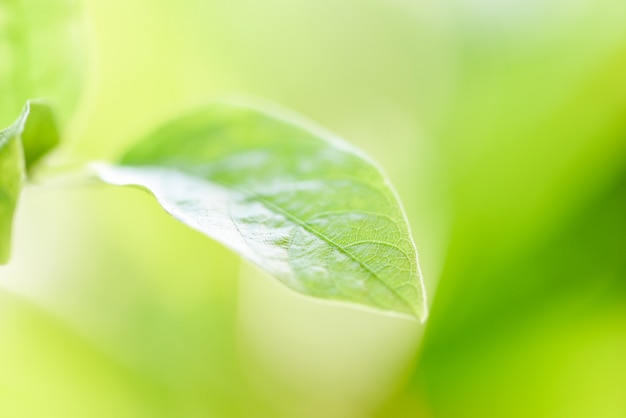 Folha verde natural na luz solar turva na árvore de folhas frescas de ecologia de jardim