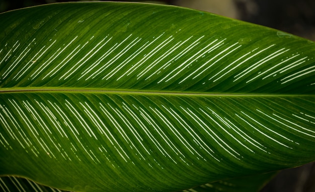 folha verde no escuro