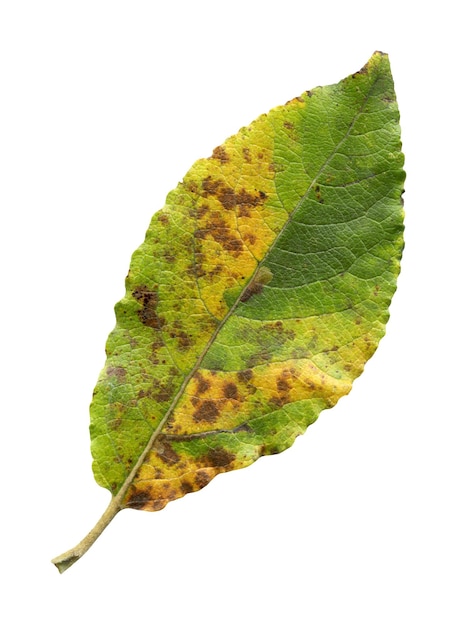 Folha verde olmo isolada contra um fundo branco