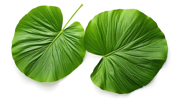 Folha verde orgânica fresca em fundo branco