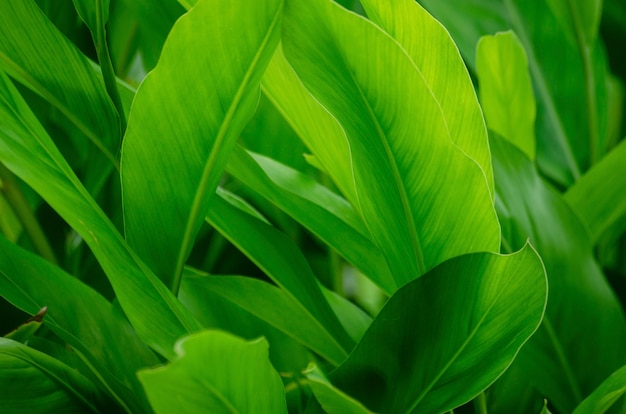 Folha verde, padrão, fundo