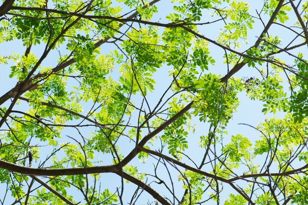 Folha verde para o fundo do verão. Luz solar e folhas verdes frescas brilhando na floresta verde.