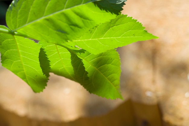 Folha verde perto do toco de árvore cortada na floresta de verão