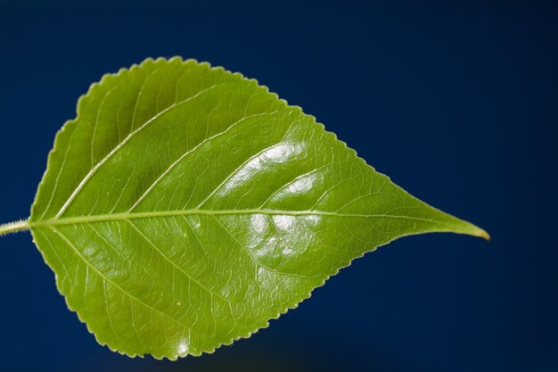 Folha verde sobre fundo azul escuro