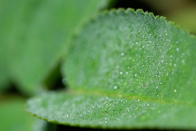 Folha verde