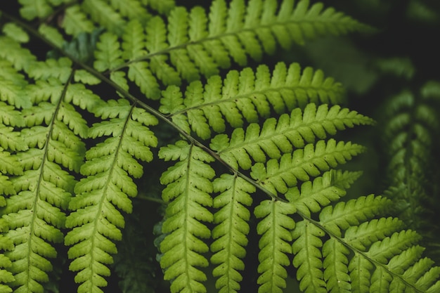 Folha verde