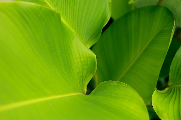 Foto folha verde