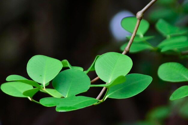 folha verde