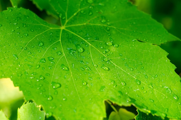 Folha verde