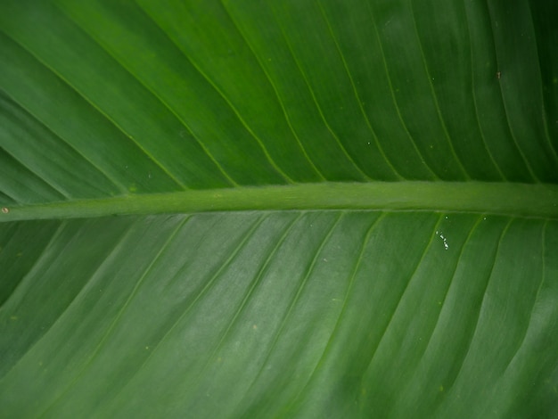 Folha verde