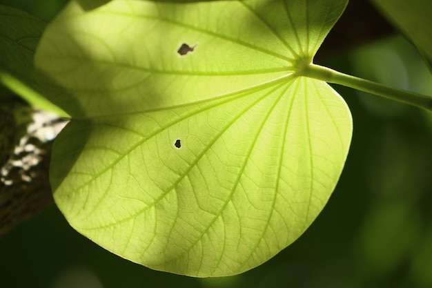 Folha verde