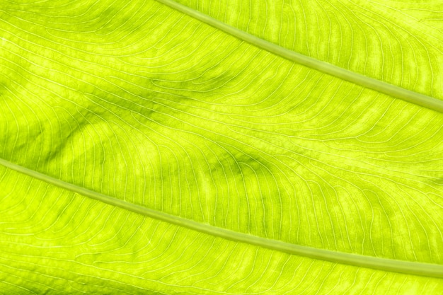 Foto folha verde