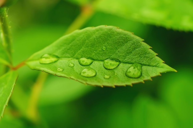 Folha verde