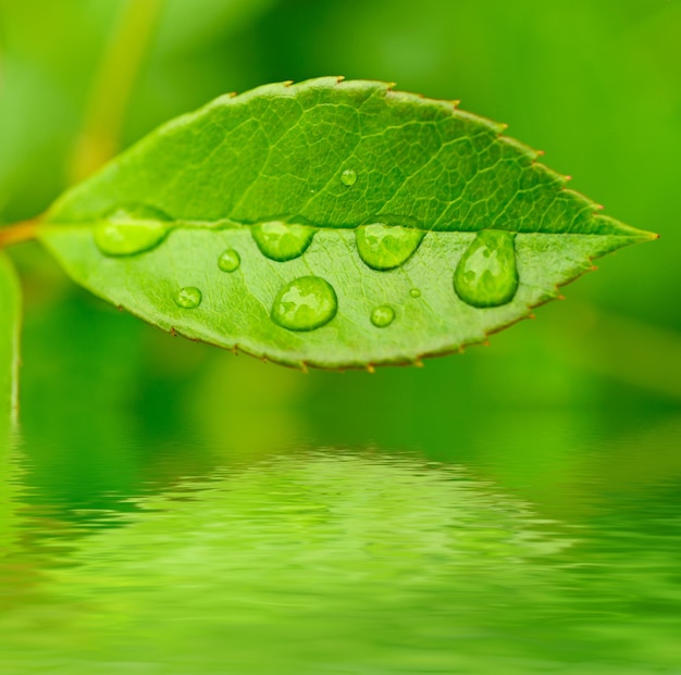 Folha verde