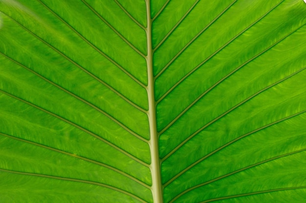 Folha verde