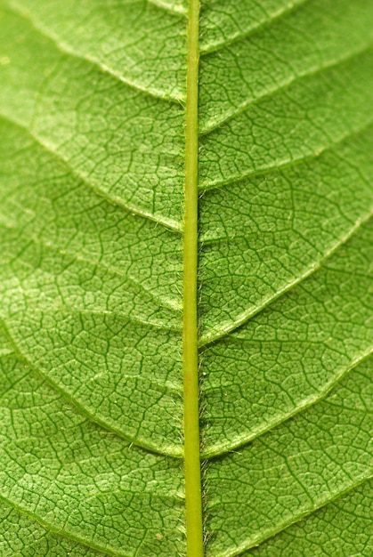 Folha verde