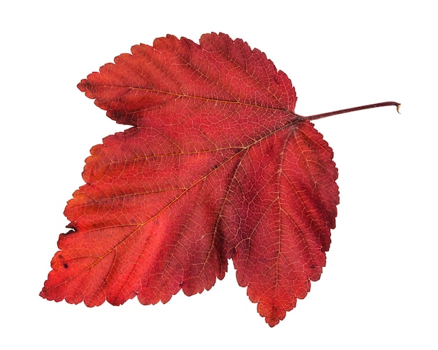 Folha vermelha caída do arbusto de physocarpus de nove cascas