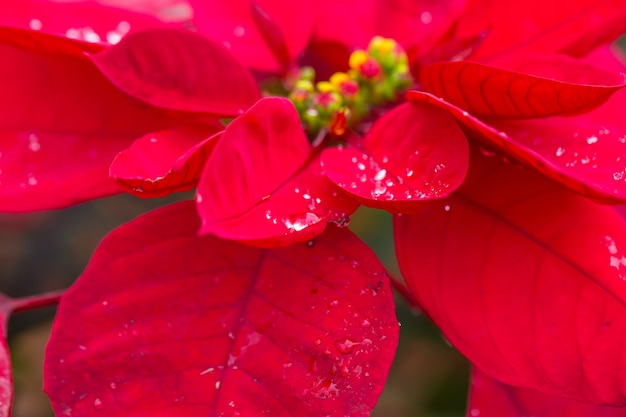 Folha vermelha da planta de Natal.