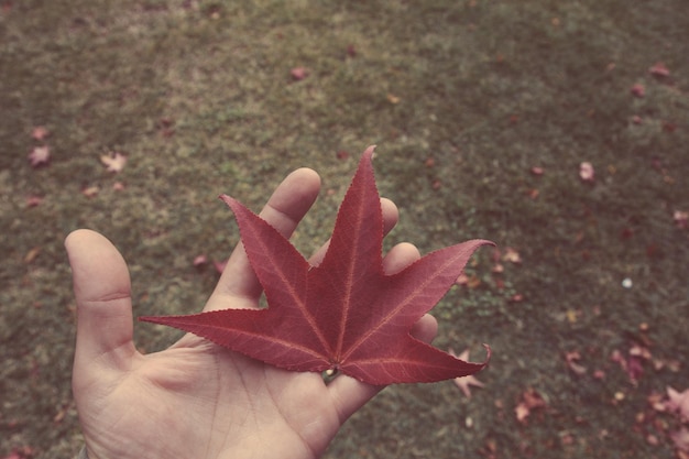 Folha vermelha e mão humana no outono