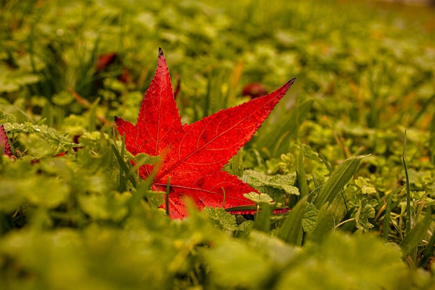 Folha vermelha na grama verde do parque de Milão