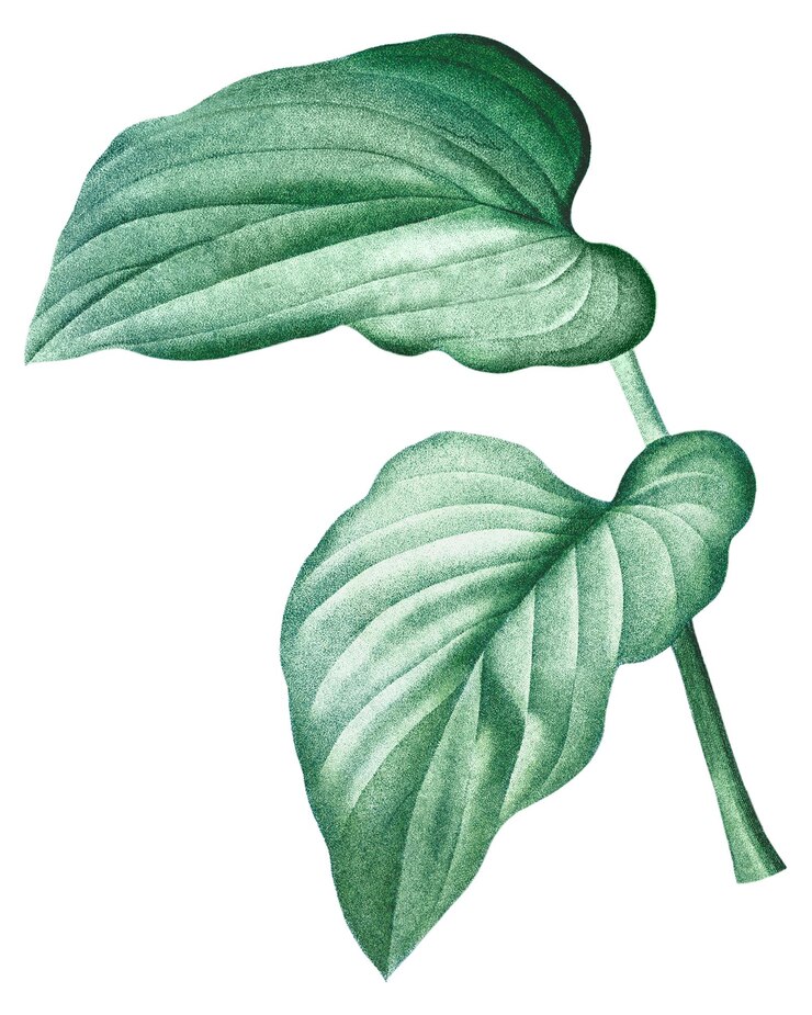 Foto folha vintage png fundo verde transparente