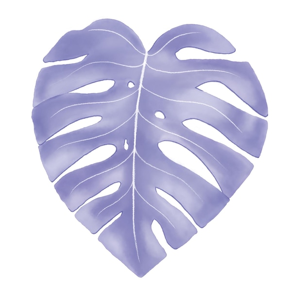 Folha violeta de monstera no fundo branco