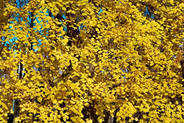 Folhagem amarela de outono luxuriante sólida em uma árvore para fundo natural ou papel de parede