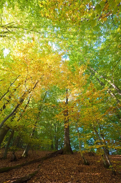 Folhagem amarela do primeiro outono na ensolarada floresta de faias da montanha