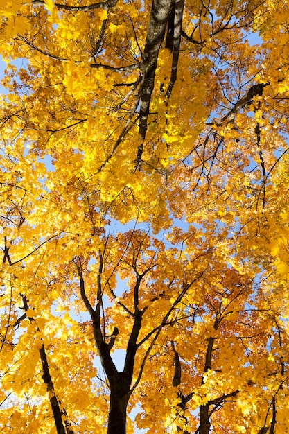folhagem amarela nas árvores na temporada de outono