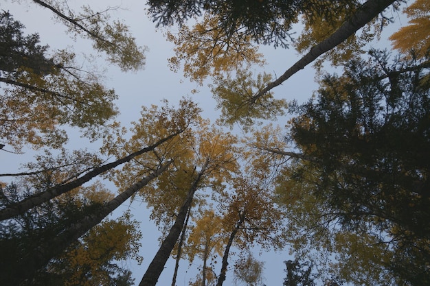 Folhagem amarelada das árvores na floresta Ângulo baixo