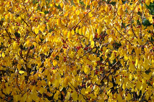 Folhagem amarelada de fundo abstrato de outono e frutos de macieiras selvagens