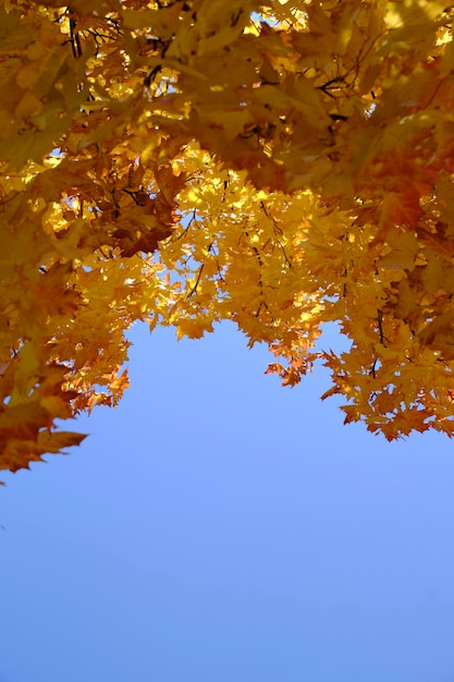 Folhagem amarelada do bordo do outono contra o céu azul