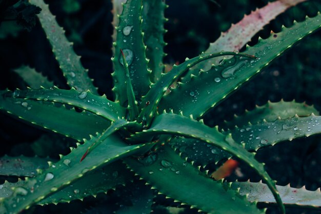 Folhagem bonita na cor verde escura gotas de folha de água na folha de aloe vera fechada