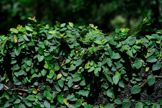 Folhagem cobrindo a parede formando uma forragem verde