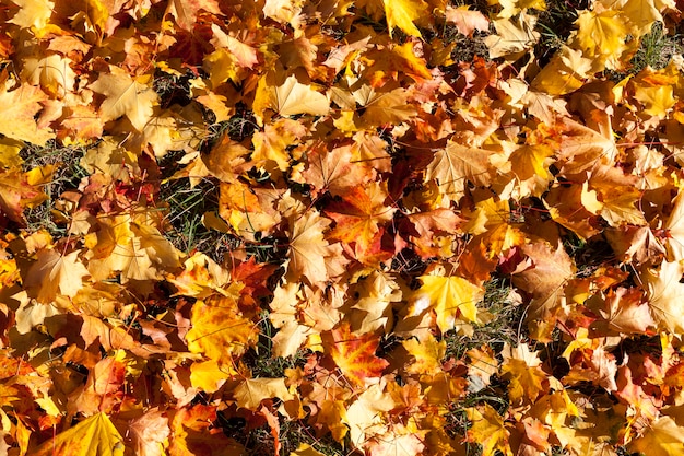 Folhagem colorida de árvores caídas e estendidas no chão em uma floresta mista, a temporada de outono com tempo ensolarado